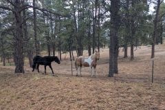 PXL_20241021_142758817.MP_