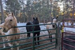 PXL_20241117_233107676.MP_