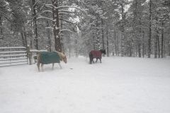 PXL_20250118_150731239.MP_