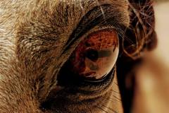 PXL_20250429_183917292.MP2_