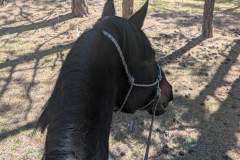 PXL_20250503_170853466.MP_