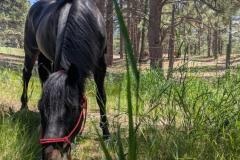 PXL_20250626_185950444.MP_