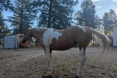 PXL_20250720_125733700.MP_